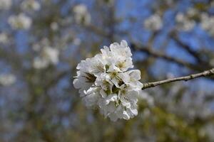 bloeiend kers pruim. wit bloemen van Pruim bomen Aan de takken van een boom. voorjaar tuin. foto