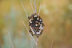 nest van wespen polist in de gras. klein visie wesp polist foto