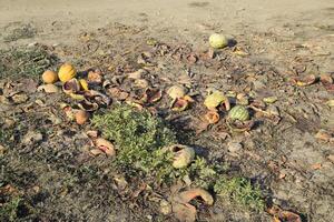 hopen van rot watermeloenen. Pel van meloen. een verlaten veld- van watermeloenen en meloenen. verrot watermeloenen. stoffelijk overschot van de oogst van meloenen. rot groenten Aan de veld. foto