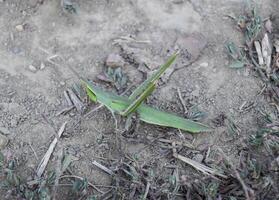 groen sprinkhaan, vleugel insect. plaag van agrarisch gewassen. sprinkhanen O foto