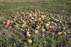 hopen van rot watermeloenen. Pel van meloen. een verlaten veld- van watermeloenen en meloenen. verrot watermeloenen. stoffelijk overschot van de oogst van meloenen. rot groenten Aan de veld. foto