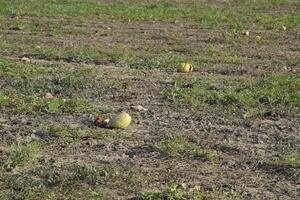 een verlaten veld- van watermeloenen en meloenen. verrot watermeloenen. stoffelijk overschot van de oogst van meloenen. rot groenten Aan de veld. foto