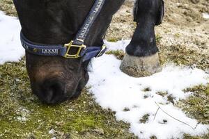 de paard liep in de omgeving van de stadion foto