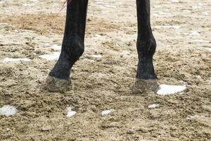 de paard poten. hoeven van een paard in de zand. foto