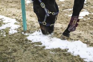 de paard liep in de omgeving van de stadion foto