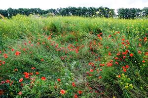 papaver bloemen in de opruimen. bloeiend rood wild papaver. rood papaver bloemen foto