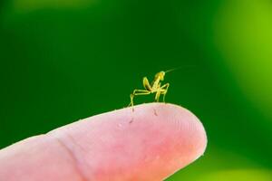 larve van de bidsprinkhaan. nimf bidsprinkhaan, groeit insect. foto