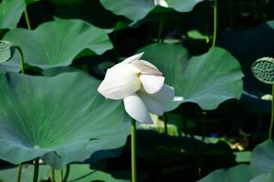 vijver met lotussen. lotussen in de groeit seizoen. decoratief planten in de vijver foto