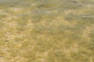 kust- zee golven. zeewater met zeewier. kust- algen. zee strand. foto