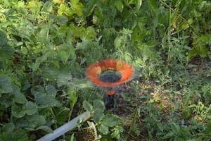 gieter aardbeien met een roterend sproeier. gieter in de tuin. foto