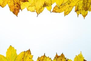 herfst geel esdoorn- bladeren Aan een houten achtergrond. foto