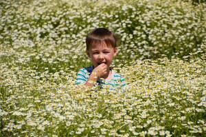 jongen in madeliefje bloemen, veld- met madeliefjes foto
