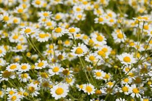 kamille bloemen. farmaceutisch kamille. geneeskrachtig fabriek kamille, bloeiend. foto