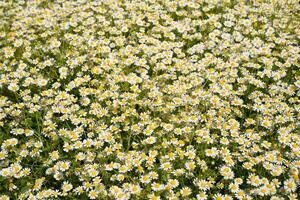 kamille bloemen. farmaceutisch kamille. geneeskrachtig fabriek kamille, bloeiend. foto