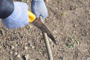 snijdend een boom Afdeling met een hand- tuin zaag. foto