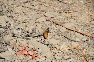 vanessa Cardui vlinder Aan de bodem grond. foto
