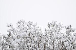 sneeuw Aan de boom takken. winter visie van bomen gedekt met sneeuw. de ernst van de takken onder de sneeuw. sneeuwval in natuur foto