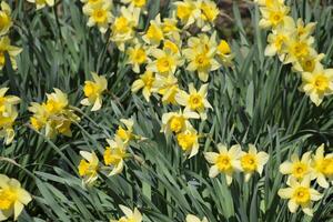 bloeiend narcissen in t tuin, geel gele narcis bloemen foto