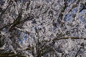 abrikoos bloemen Aan boom takken. voorjaar bloeiend tuin. foto