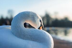 bevallig wit zwaan gladstrijken in Londen sereen park wateren Bij schemer foto