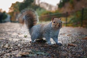 alarm grijs eekhoorn Aan een bladbezaaid pad in Londen koud winter seizoen foto