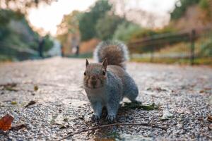 nieuwsgierig grijs eekhoorn onderzoekt een Londen park in de herfst seizoen foto