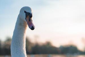 bevallig zwaan in de winter gloed, temidden van Londen park's sereen sfeer foto