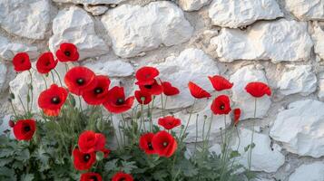 ai gegenereerd bloeiend klaprozen rood bloemen Aan een wit steen muur achtergrond foto