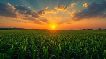 ai gegenereerd mooi maïs veld- Bij zonsopkomst foto