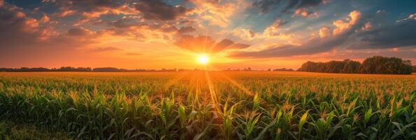 ai gegenereerd mooi maïs veld- Bij zonsopkomst foto