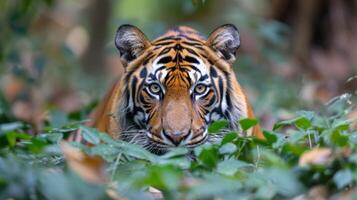 ai gegenereerd een vorstelijk Bengalen tijger stalken stilletjes door de dicht Indisch oerwoud foto