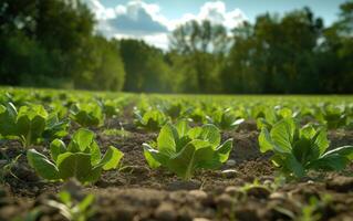 ai gegenereerd sla planten in de buurt een fabriek boerderij foto