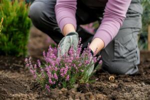 ai gegenereerd een vrouw is aanplant herfst heide in de tuin. foto