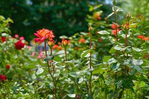 helder rood scharlaken roos in groen weelderig tuin foto