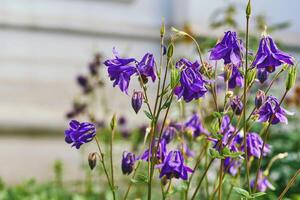 tuinieren, landschapsarchitectuur. mentaal gezondheid.schattig Woud Purper bloemen klokken foto