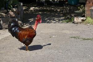 de gember rood rood haan is de eigenaar, baas van de landelijk werf foto