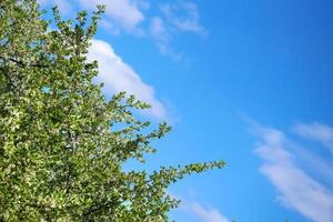 groen voorjaar bloesem boom vol van versheid, Doorzichtig blauw lucht foto