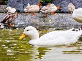 groep van dier veer vleugel wild wit eend zwemmen Aan de water en aan het eten voedsel . groep eend zwemmen in de Doorzichtig moeras water foto