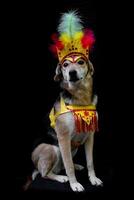 portret van een hond gekleed voor carnaval, met veren, pailletten en glitters foto