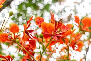 flamboyante bloem, vlam boom, Koninklijk poinciana foto