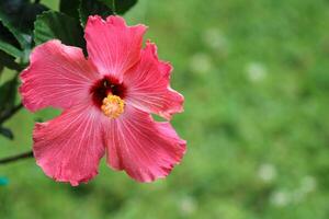 bloemen in de wild natuur foto