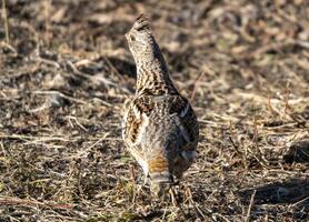 getroefd korhoenders saskatchewan foto