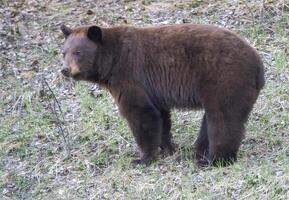 kaneel zwart beer foto
