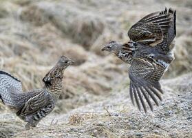 getroefd korhoenders saskatchewan foto