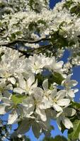 verticaal dichtbij omhoog foto van kers bloesems in een stad park. mooi achtergronden voor mobiel telefoon en smartphone met wit bloemen. voorjaar tijd, mei