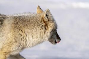 prairie coyote Canada foto