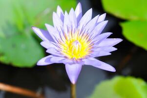 lotus of fluorescerend Purper lotus , paars lotus foto