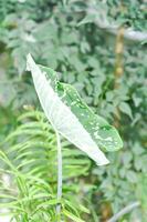 colocasia esculenta hilo schoonheid,colocasia of esculenta hilo of colocasia bicolor foto