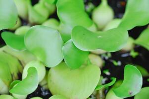 water hyacint, eichhornia crassipes of pontederiaceae of drijvend water hyacint of Java onkruid foto