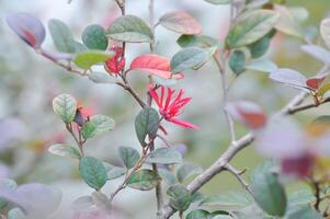 loropetalum Chinense , Chinese rand bloem of Chinese heks hazelaar of loropetalum of hamamelidaceae foto